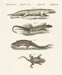 Different kinds of lizards